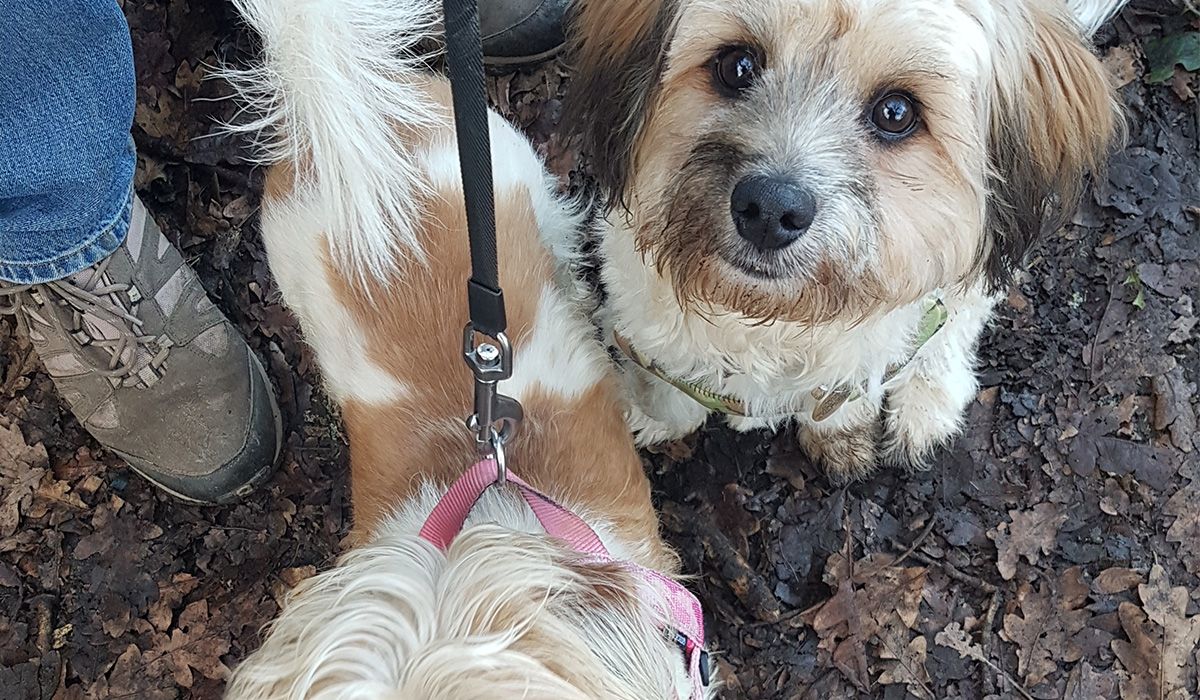 Two small, fluffy white and brown dogs stand next to someone in walking boots