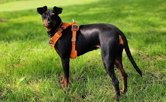 Ripley, the Manchester Terrier