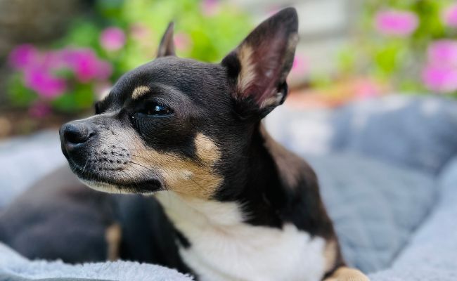 Nala, the Chihuahua