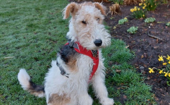 Nobby, the Wire Fox Terrier