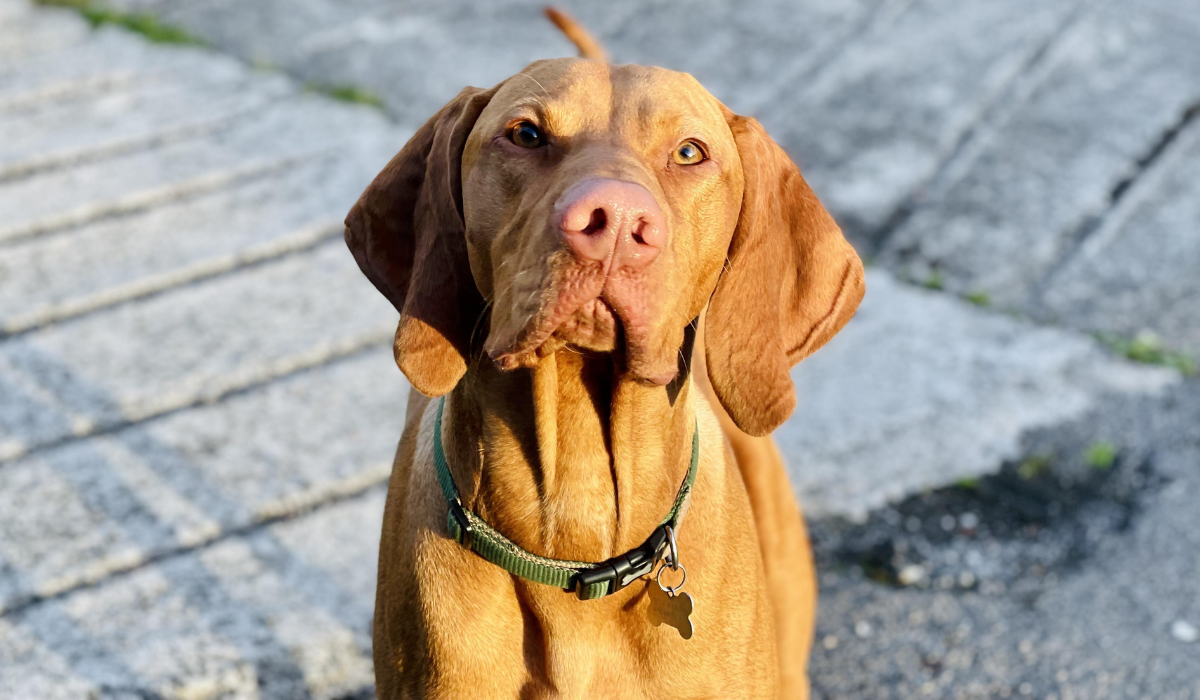 A dark golden, short-haired dog with large, triangular floppy ears, pink nose and hazel-green eyes stands obediently on a concrete walkway.