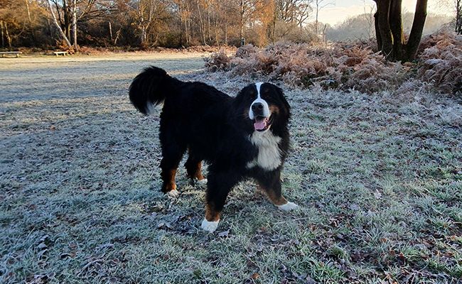 A large, blank, tan and white dog with a thick coat is out on a frosty walk and looks happy