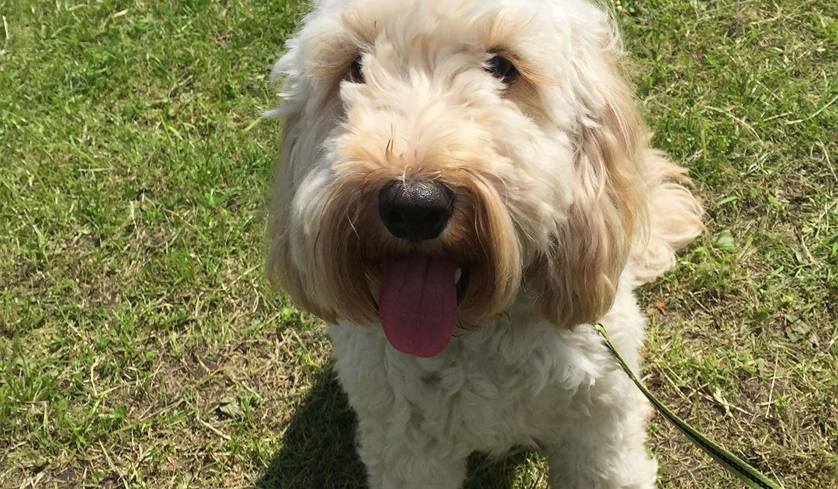 Bella the Cockapoo sits on grass