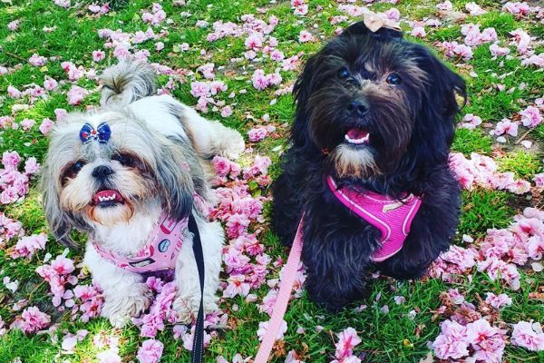 2 lovely doggies in a field full of fallen pink petals