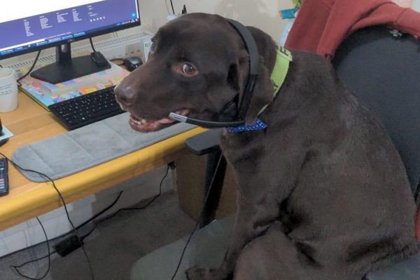 Oakley the Labrador Retriever is sat at the desk wearing a headset ready to speak to clients