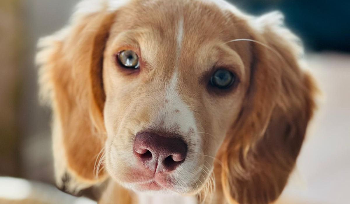The sweetest Cocker Spaniel puppy, with light golden coloured hair, hazel green eyes and a browny, pink nose staring adoringly into the camera