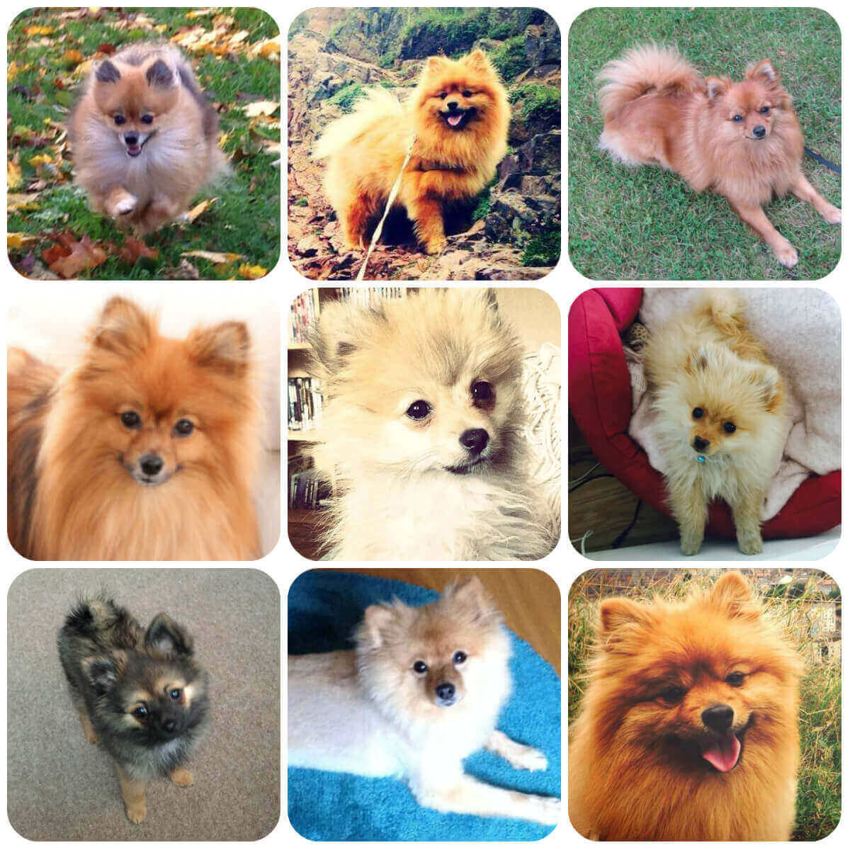 A collage of images of Pomeranians. They are all small, fluffy dogs with small, pointy ears but range in colour
