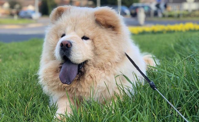 Bruno, the Chow Chow