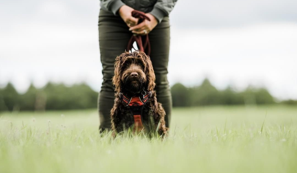 A chocolate Cockapoo sits patiently in front of their human waiting to be called by their other human standing at the opposite end of the field.