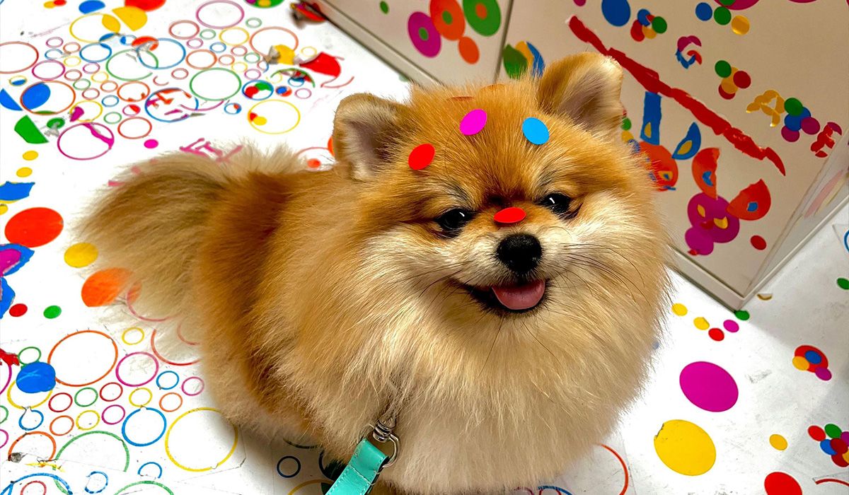 A pomeranian looks happy covered in coloured dots in an environment covered in colourful stickers