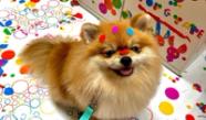 Dog Friendly Indoor Places Near You Fun For You And Your Dog