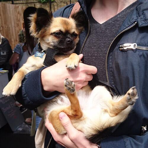 Take the Lead - Ashleigh and Gizmo