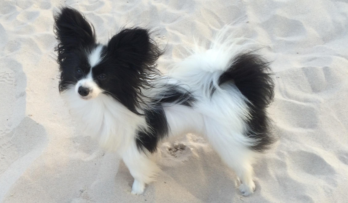 A small, long-haired, black and white dog with large, erect, triangular ears and a fluffly tail curled up and over it's back, stands on a soft, sandy beach.