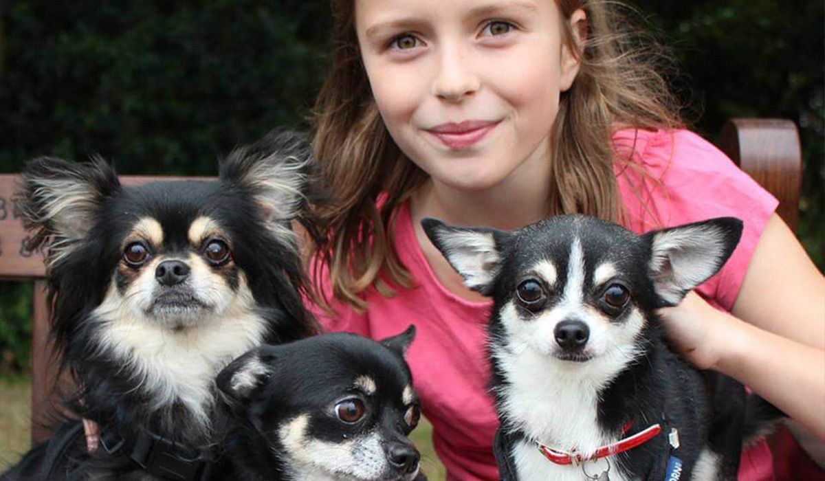 A young girl has 3 chihuahuas on her lap on a park bench 