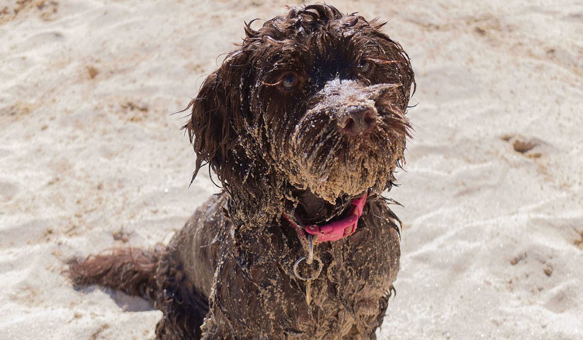 Coco the chocolate Cockapoo has sand on her snout, she's sitting on a beach on a sunny day