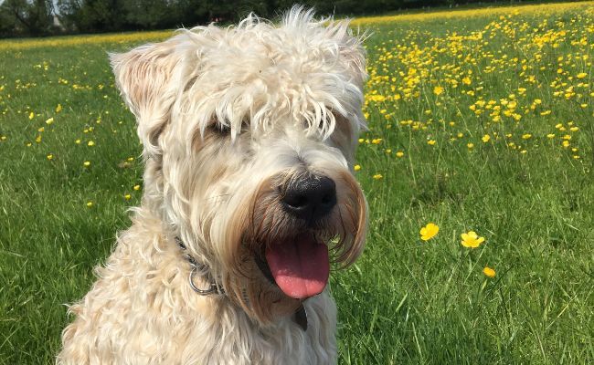 Doggy member Gus, the Soft-Coated Wheaten Terrier sitting in a buttercup field