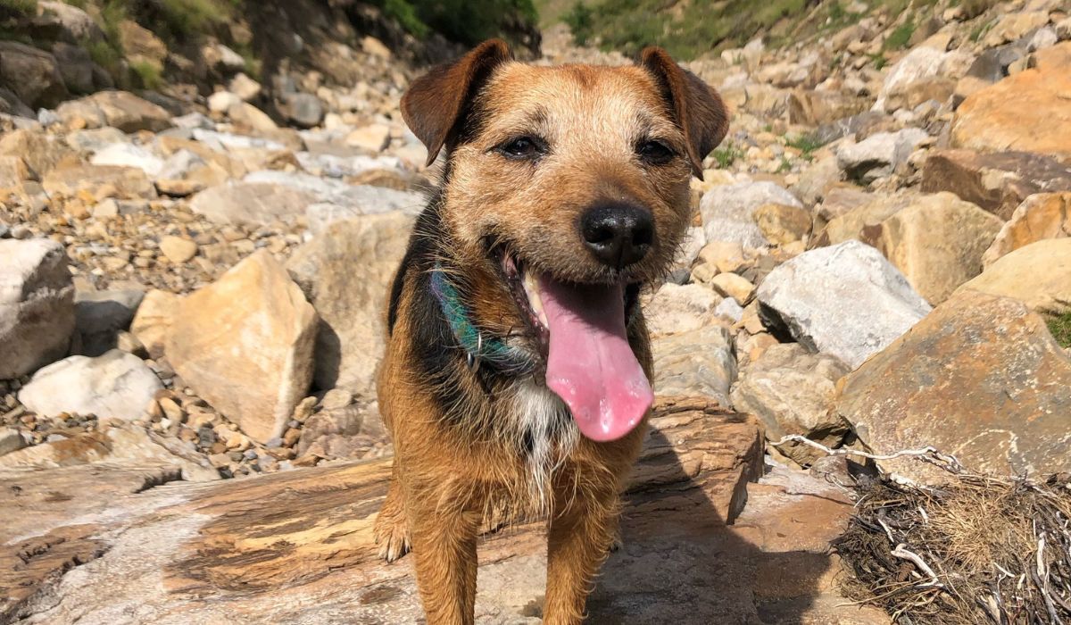 A very happy Patterdale Terrier on the rocks at the beach on a quiet day