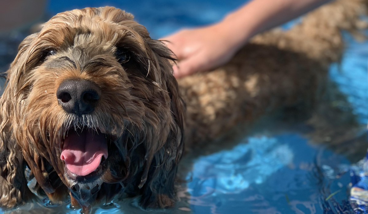 A happy Cockapoo is cooling off in the paddling pool on a warm summer's day.