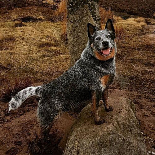 Owen has his front paws on a large rock, black and white tail outstretched and is looking at the camera with a smile