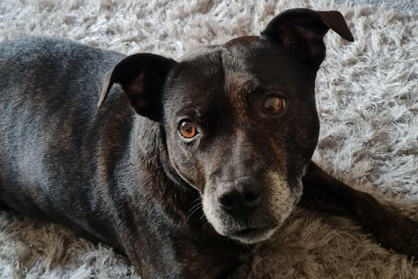 Bella, the Staffordshire Bull Terrier, who is now happy at home
