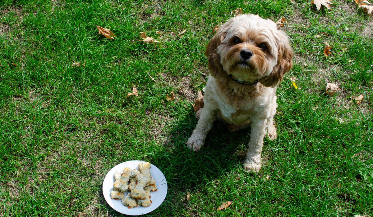 A fluffy, cute dog sits next to a plate of Cheese and Parsley Biscuits waiting to put one to the taste test!