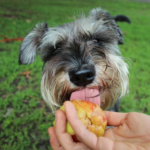 Peanut Butter Apple Ball Dog Treat