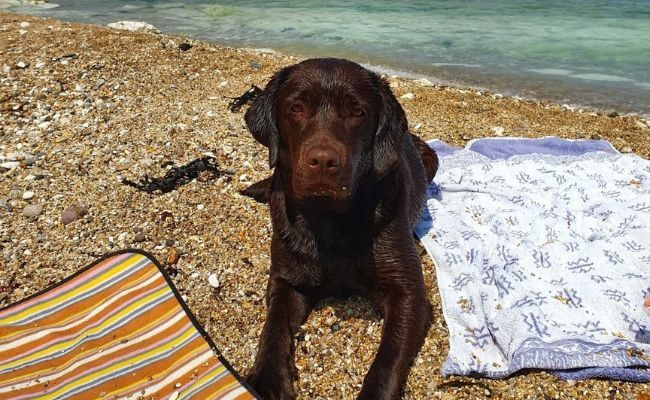 Doggy member Coco, the Labrador Retriever enjoying a beach day, lying near the sea after a quick splash to cool off
