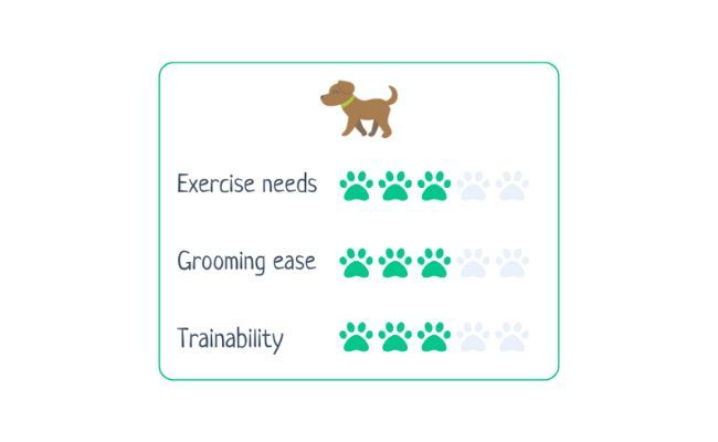 Dandie Dinmont Terrier  Exercise needs 3/5; Grooming ease 3/5; Trainability 3/5