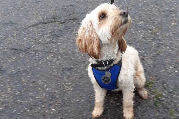 Doggy member Ruby, the Cockapoo, on a walk wearing a blue harness