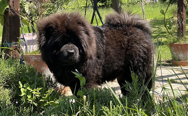 A large, dark brown, very fluffy, bear like dog stands in a garden