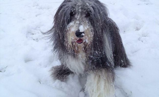 A dog with long grey and white hair is covered in snow - looks like they've been having fun