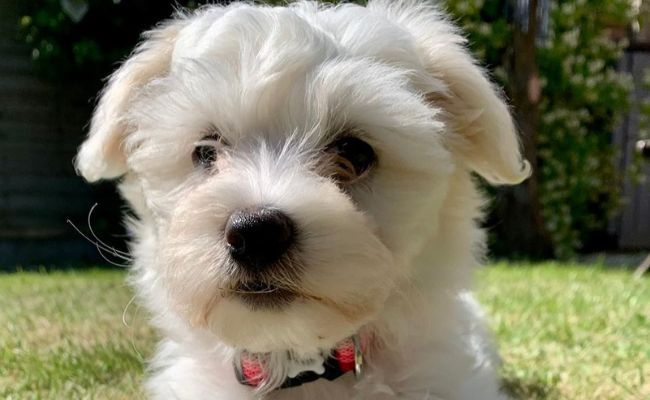 how often should you walk your maltese puppy