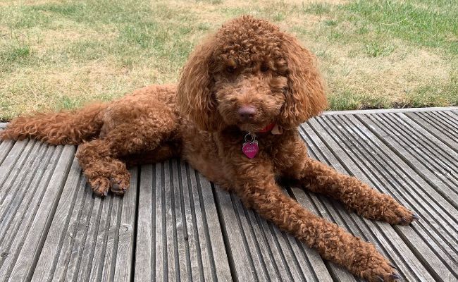 Pippa, the Poodle