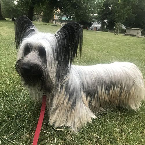 A Skye Terrier, Ronnie, standing on grass, looking slightly left into the distance