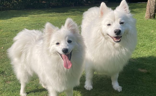 Doggy members Casper and Suki, the Japanese Spitz enjoying their walkies at the local green