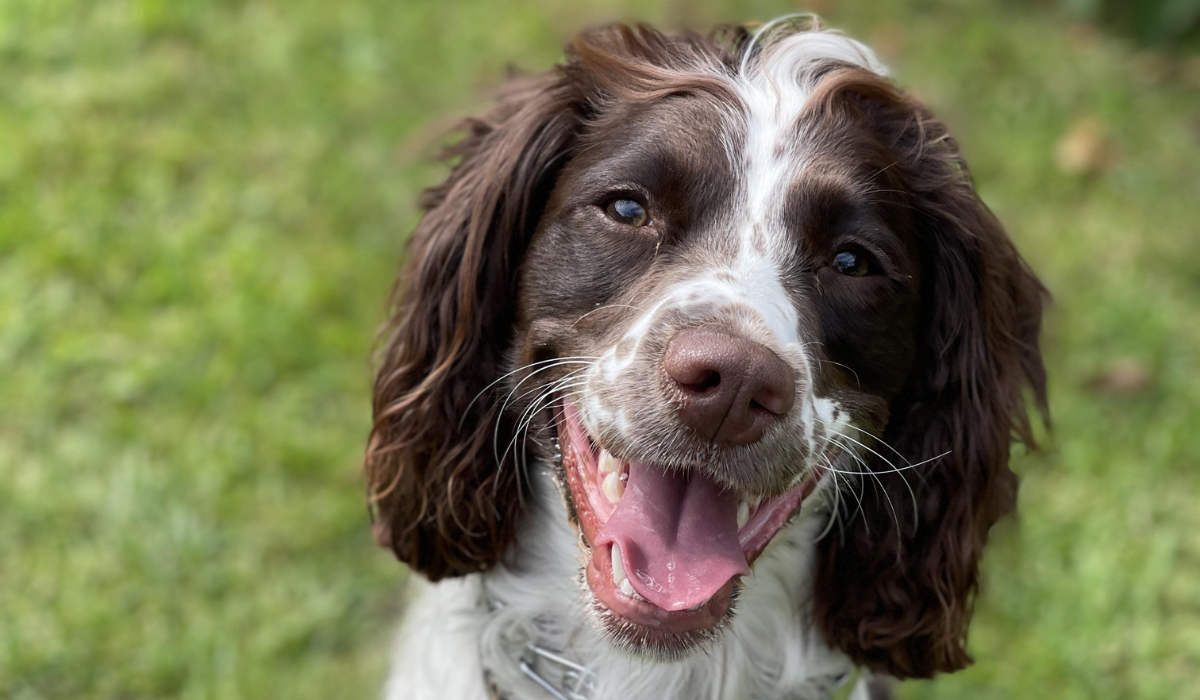 A chocolate brown and white English Springer Spaniel with a large happy smile, is sitting on the grass. 