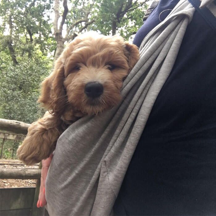 A small, curly-haired pup is being carried in a sling by his human