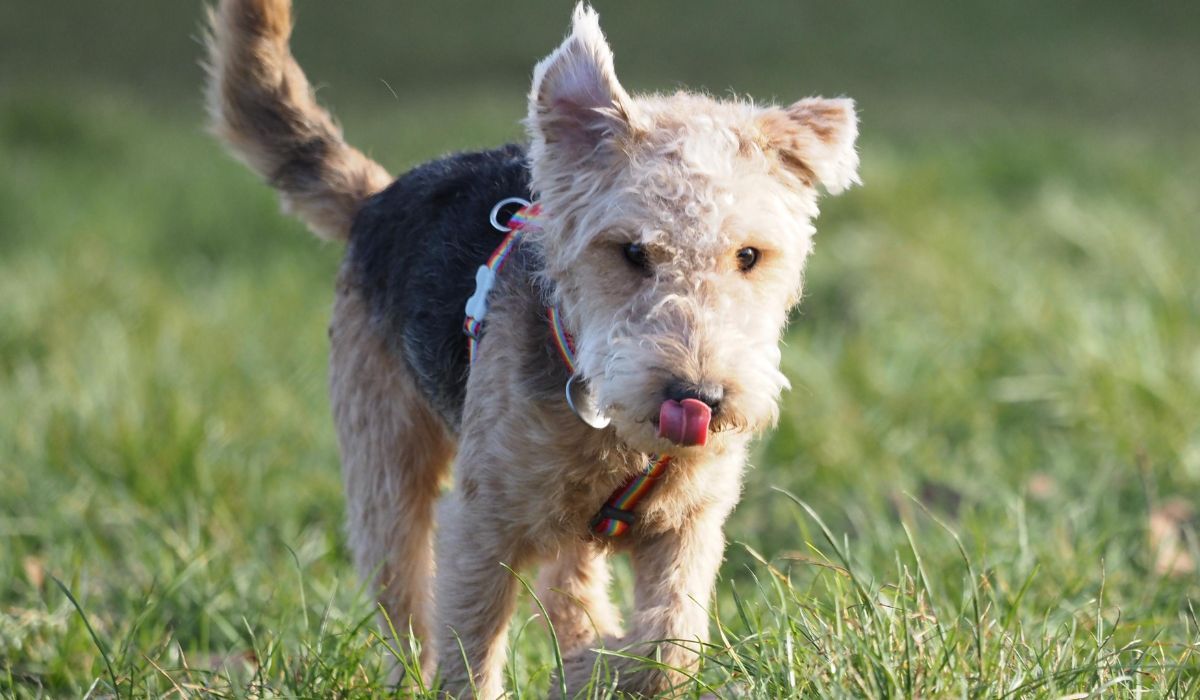 A small dog with a thick, wiry, black and golden coat, rectangular shaped head and triangular ears, is walking through the grass, with their tongue curled up towards their nose as they approach for a treat.