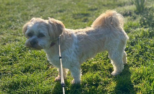 Lhasa apso best sale dog years