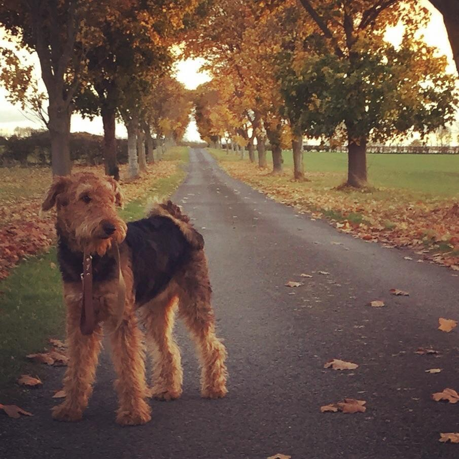 A tan and black dog with a curly coat is standing in a quiet, tree-lined road on an autumnal day
