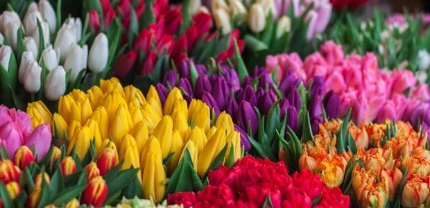 Bouquets of colourful tulips
