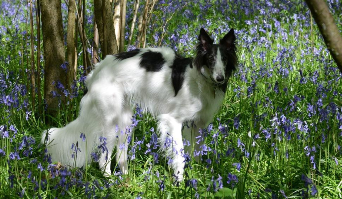 A tall, white dog with black patches and a long bushy tail is playing hide and seek in a field of bluebells.