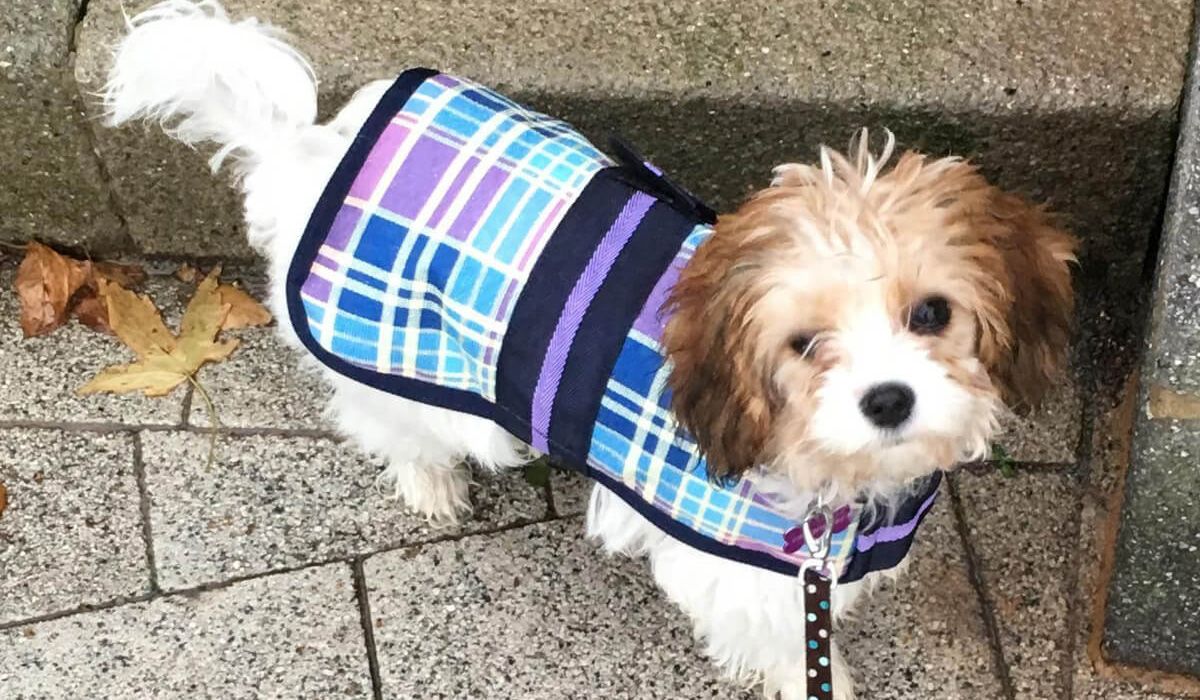 Coco sporting a snazzy tartan coat
