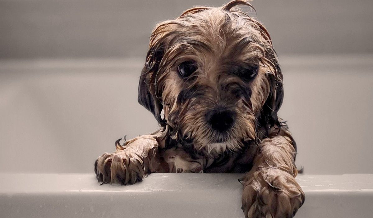 A soggy doggy puts their paws on the side of the bath