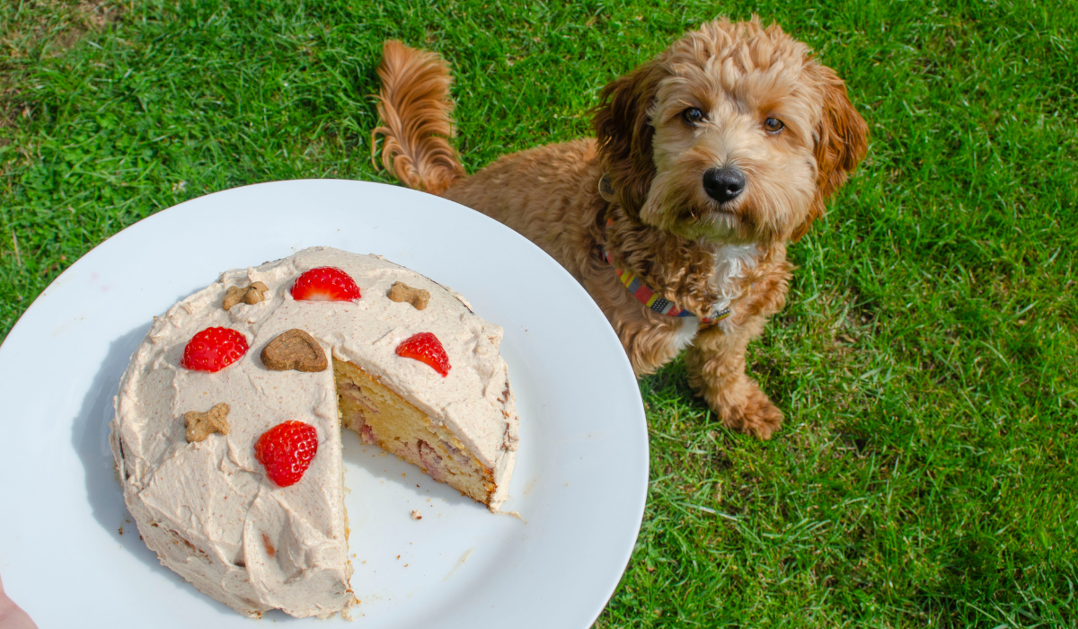 A cute, fluffy pup waits for a slice of Berry and Almond Cake in the garden.