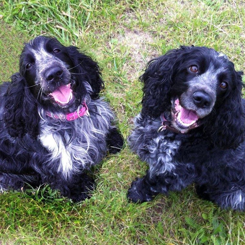 #DoggyMember Lily and Daisy