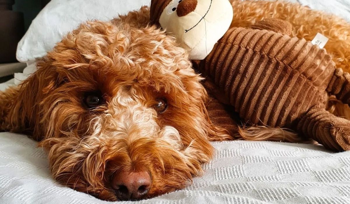 Doggy member Toby, the Cockapoo, curled up on their human's bed with a cuddly monkey