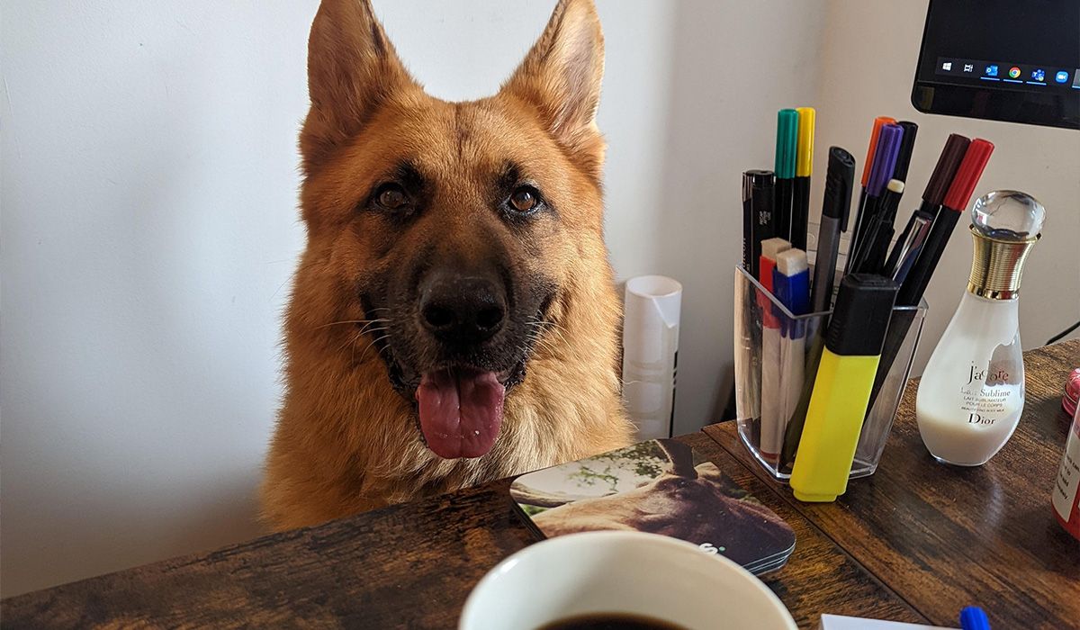 A German Shepherd looks at the camera over a desk