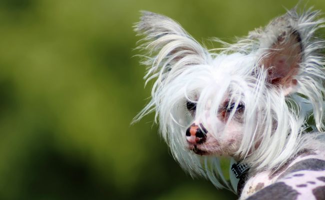 Arnie, the Chinese Crested Dog