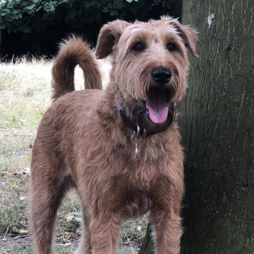 Arthur has had a rather neat trim, he's standing next to a tree looking off into the distance behind the camera.
